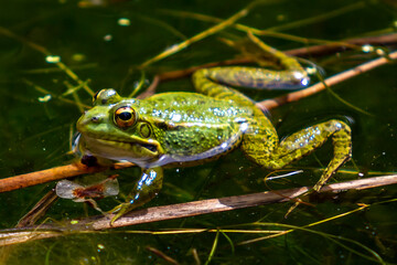 Green-skinned frogs with dark spots on the stagnant water of a lagoon with aquatic plants. small amphibians. Freshwater reptiles.