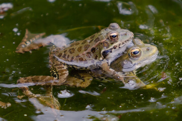 Green-skinned frogs with dark spots on the stagnant water of a lagoon with aquatic plants. small amphibians. Freshwater reptiles.