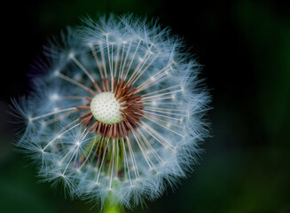 Close up of the dandelion clock on green background