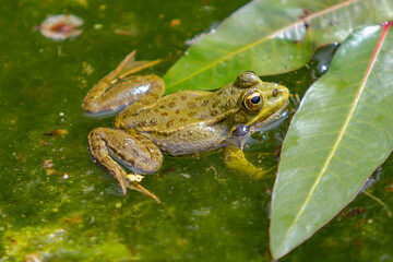 Green-skinned frogs with dark spots on the stagnant water of a lagoon with aquatic plants. small amphibians. Freshwater reptiles.