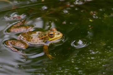 Green-skinned frogs with dark spots on the stagnant water of a lagoon with aquatic plants. small amphibians. Freshwater reptiles.