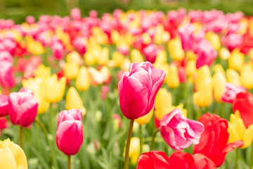 Tulpenfeld im Keukenhof