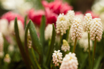 weiße Hyazinthen mit Tulpen