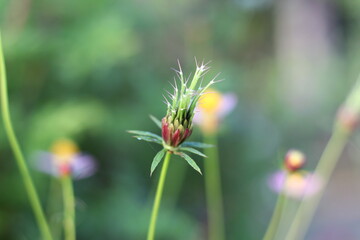Dahlia flowers before blooming in the garden