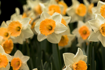 Narzisse, gelb wei&szlig;