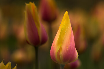 Wassertropfen auf gelb Rosa Tulpe