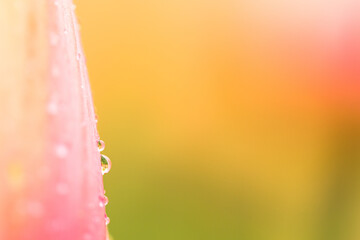 Wassertropfen auf gelb Rosa Tulpe