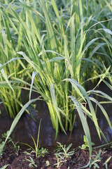young rice plants owned by local farmers