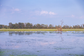 Trumpeter swans swimming in a lake