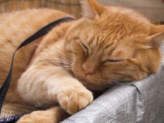 手を伸ばして寝むる猫