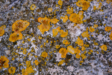 Natural rock stone texture with yellow lichen.