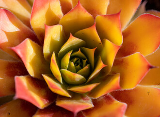 Succulent Sempervivum gold nugget also called house root close-up macro