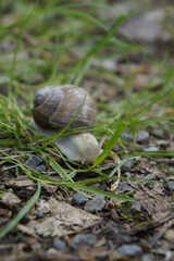 Schnecke 