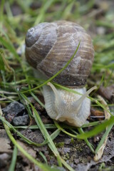 Schnecke 