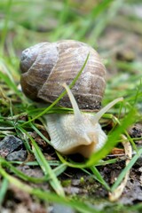 Schnecke 