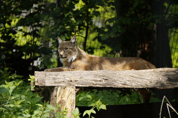 Luchs