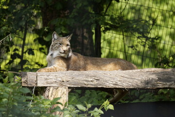 Luchs