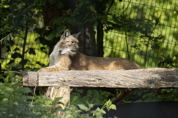 Luchs