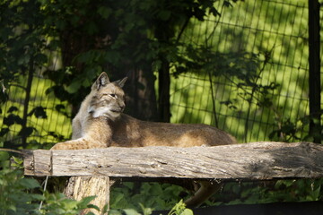 Luchs