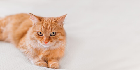 Fototapeta na wymiar Cute ginger cat on white textile background. Attentive looking domestic animal. Fluffy pet. Background with copy space.