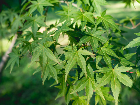 Green foliage of Acer palmatum, commonly known as Japanese maple. Leaves of palmate maple.