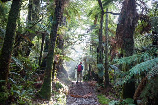 Hike in New Zealand forest