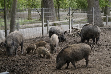 Wildschweine