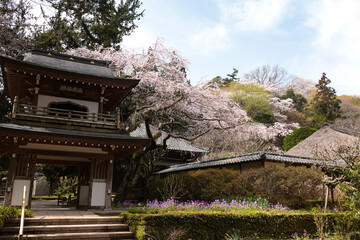 春の鎌倉浄智寺