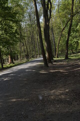 Waldweg 