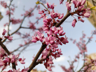 Blooming trees against the blue sky