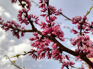 Blooming trees against the blue sky