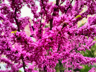 Fototapeta premium Bright pink background of flowering trees