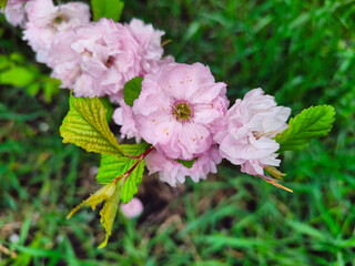 Blooming trees. Large beautiful pink flowers.