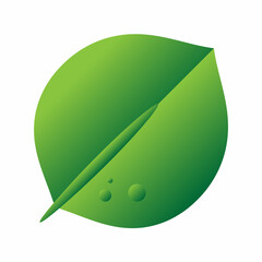 green leaf isolated on white background