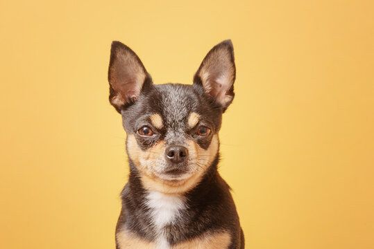 Photo of a Chihuahua dog on a yellow background. Pet, dog.