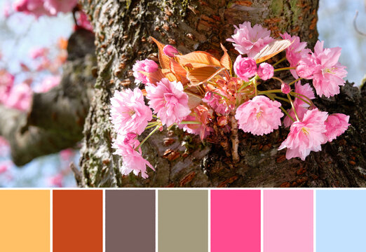 Spring color matching palette from image of pink sakura, cherry blossoms. Closeup on orange leaves with flowers, dark brown tree trunk behind.