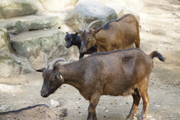 Fototapeta premium Schafe und Ziegen 
