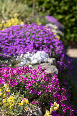 Obraz premium Colourful purple and pink flowered aubretia trailing plants growing on a low wall in Wisley, Surrey UK.