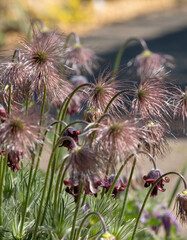 Pulsatilla rubra, also known as red pasqueflower: alpine rockery plant with red flowers which later turn into soft, feathery seed heads. Photographed at Wisley, Surrey, UK.