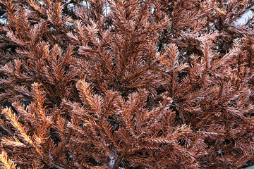 Ausgetrocknete Tanne 