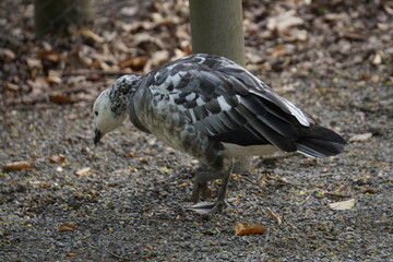 Gans