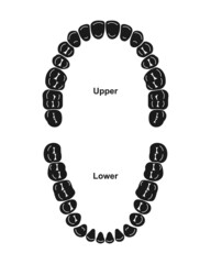 Scientific Designing of Human Permanent Teeth. Dental Jaw And Tooth Anatomy Chart. Vector Illustration.