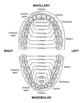 Scientific Designing of Human Permanent Teeth. Dental Jaw And Tooth Anatomy Chart. Vector Illustration.