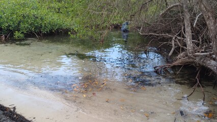 trees between crystal clear water of the sea, mangrove