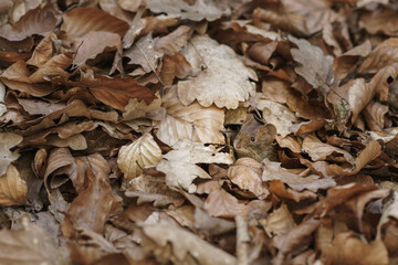 A small field mouse hiding in layer of leaf foliage in forest