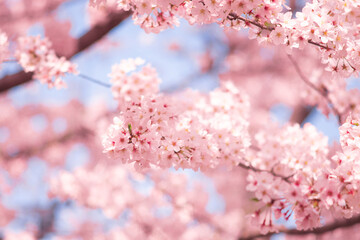 Beautiful pink cherry blossom or sakura flower with soft focus over the blue sky in spring, Japan
