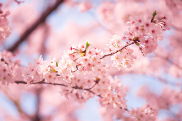 Beautiful pink cherry blossom or sakura flower with soft focus over the blue sky in spring, Japan