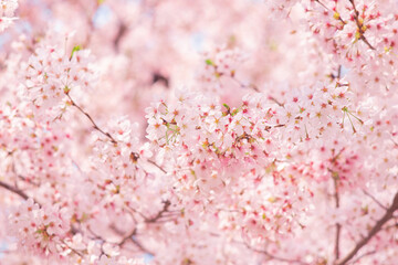 Beautiful pink cherry blossom or sakura flower with soft focus over the blue sky in spring, Japan
