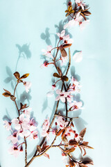 Cherry flowers branch on blue vertical background. Copy space