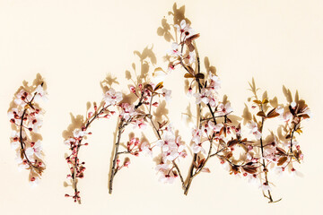 Cherry flowers branch on yellow background. Copy space
